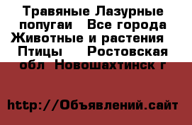 Травяные Лазурные попугаи - Все города Животные и растения » Птицы   . Ростовская обл.,Новошахтинск г.